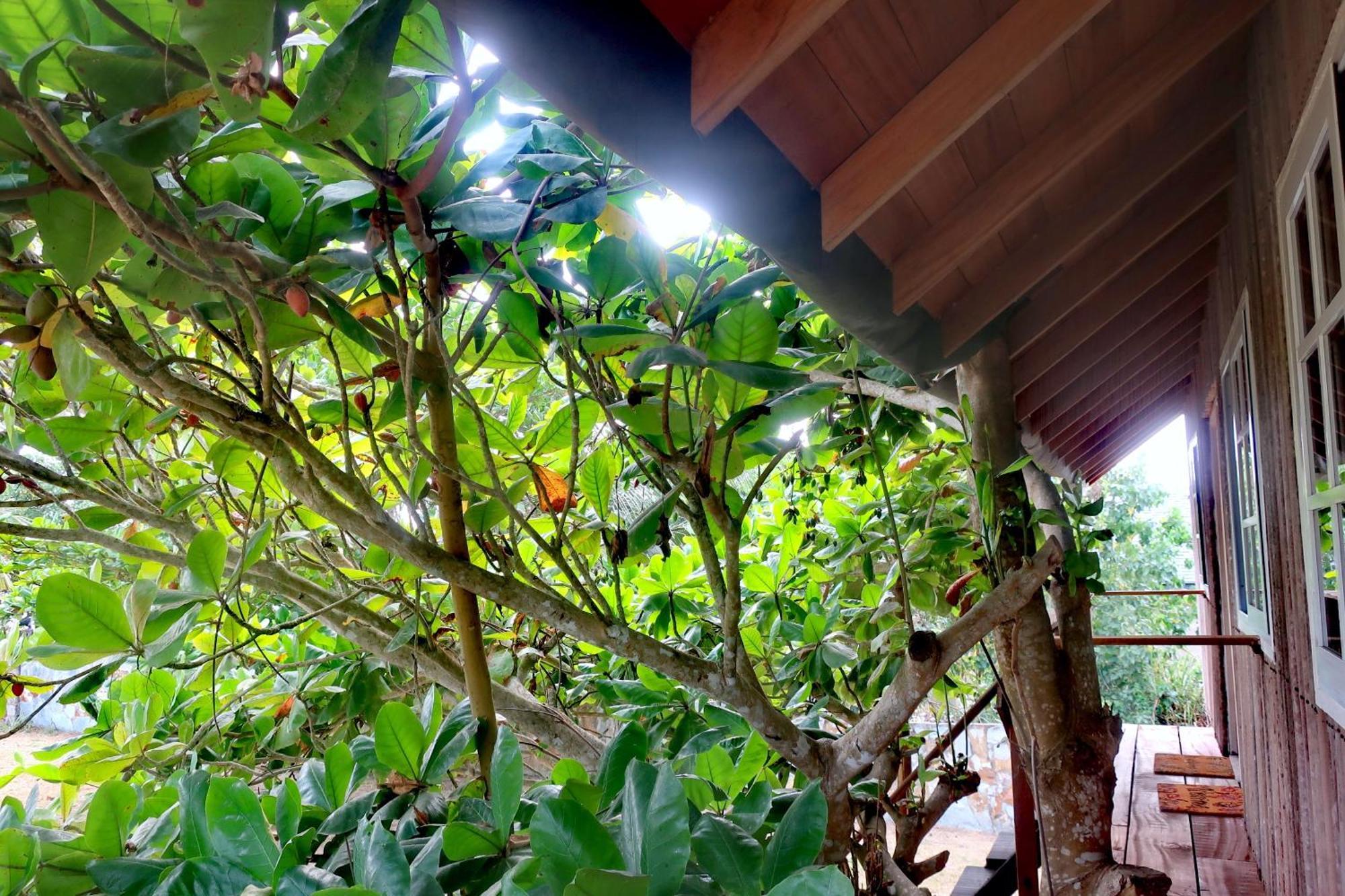 Afro Beach Eco Resort Butre Phòng bức ảnh